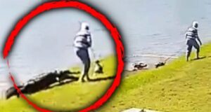 Latest News Alligator Attacks Elderly Woman Full Video Reddit
